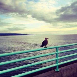 Meet your Posher, Jianwei